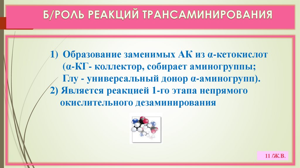 Б/РОЛЬ РЕАКЦИЙ ТРАНСАМИНИРОВАНИЯ