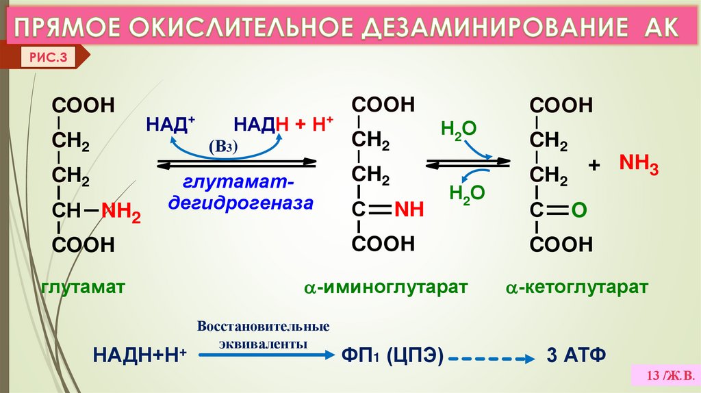 ПРЯМОЕ ОКИСЛИТЕЛЬНОЕ ДЕЗАМИНИРОВАНИЕ АК