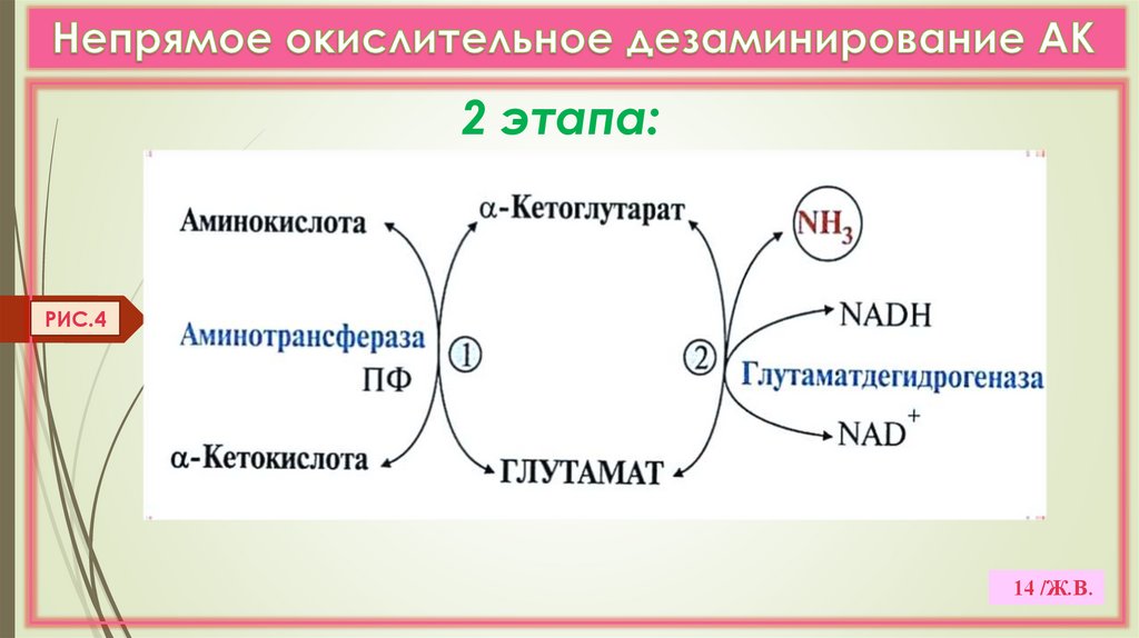Непрямое окислительное дезаминирование АК