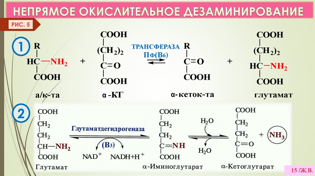 НЕПРЯМОЕ ОКИСЛИТЕЛЬНОЕ ДЕЗАМИНИРОВАНИЕ