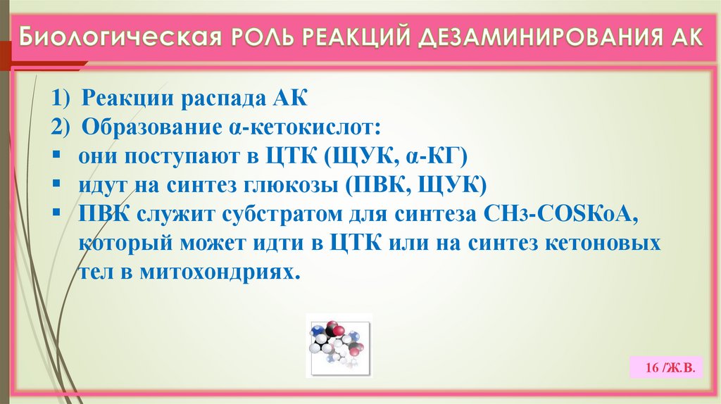 Биологическая РОЛЬ РЕАКЦИЙ ДЕЗАМИНИРОВАНИЯ АК