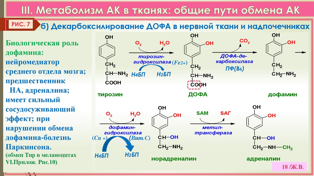 III. Метаболизм АК в тканях: общие пути обмена АК