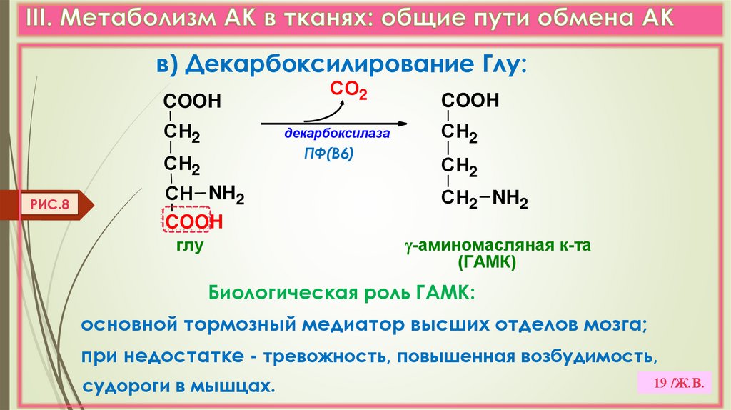 III. Метаболизм АК в тканях: общие пути обмена АК