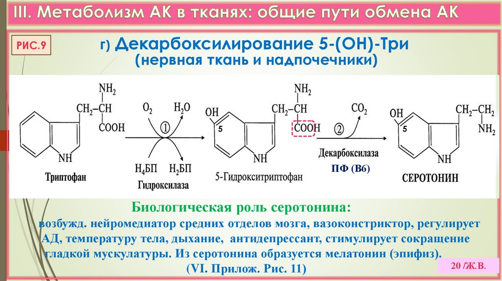 III. Метаболизм АК в тканях: общие пути обмена АК