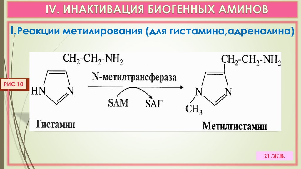 IV. ИНАКТИВАЦИЯ БИОГЕННЫХ АМИНОВ