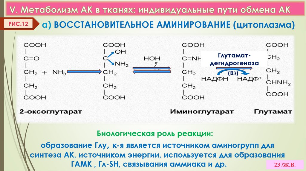 V. Метаболизм АК в тканях: индивидуальные пути обмена АК