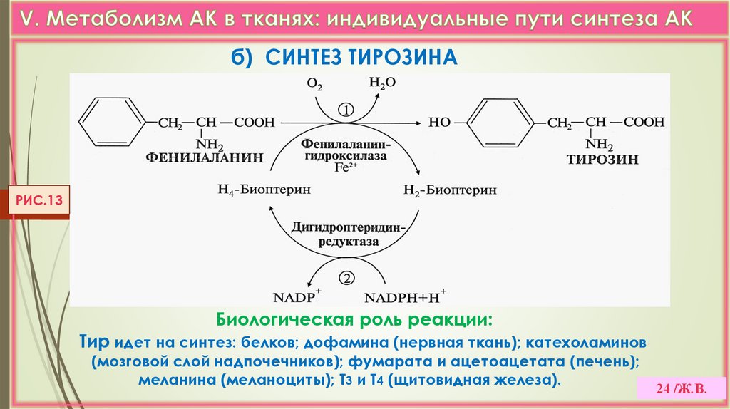 V. Метаболизм АК в тканях: индивидуальные пути синтеза АК