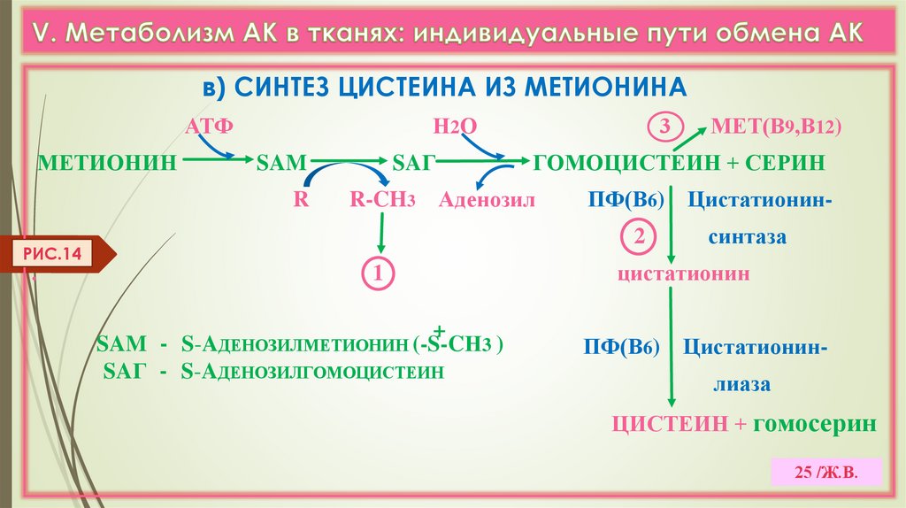 V. Метаболизм АК в тканях: индивидуальные пути обмена АК