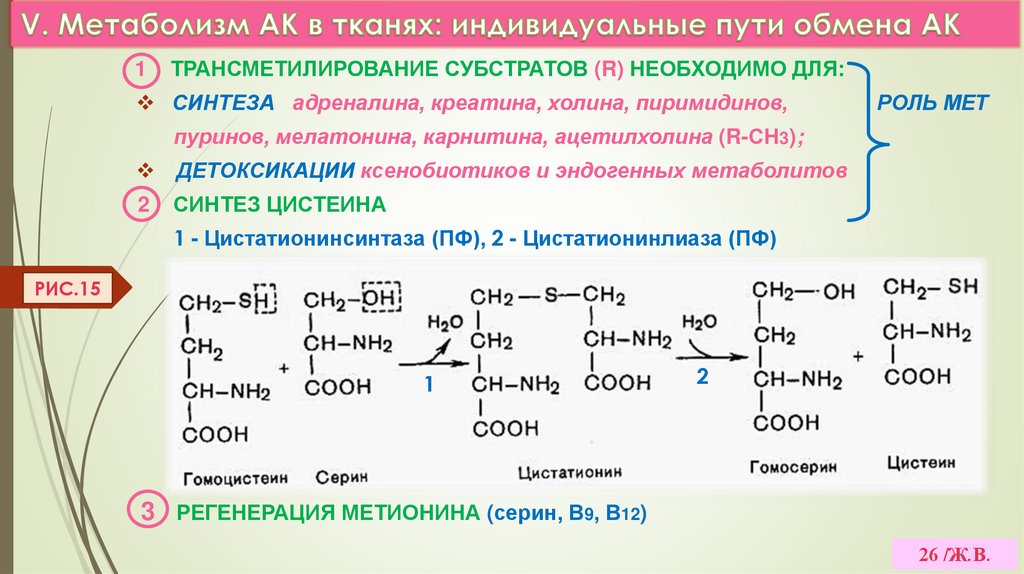 V. Метаболизм АК в тканях: индивидуальные пути обмена АК