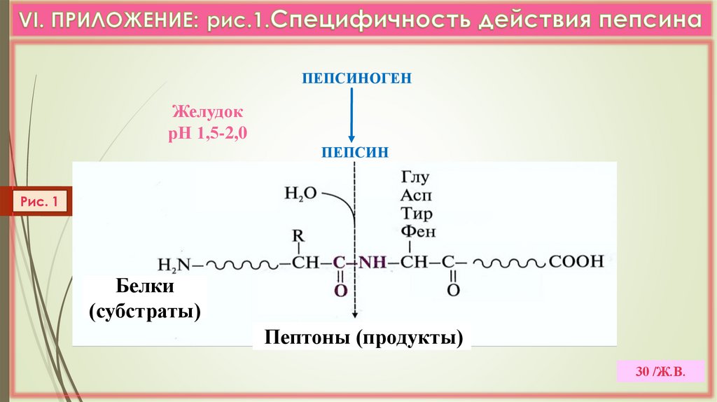 VI. ПРИЛОЖЕНИЕ: рис.1.Специфичность действия пепсина