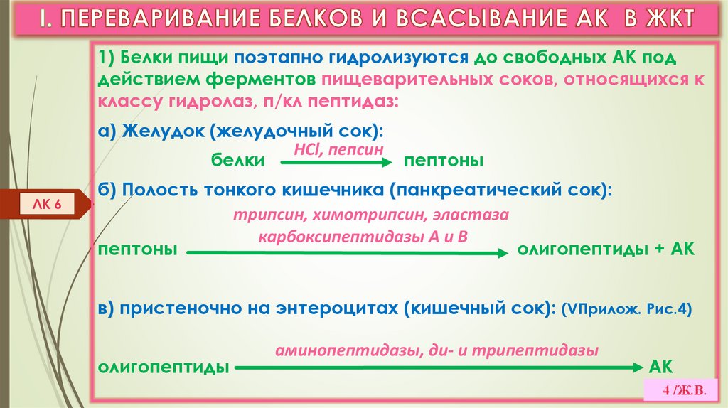 I. ПЕРЕВАРИВАНИЕ БЕЛКОВ И ВСАСЫВАНИЕ АК В ЖКТ