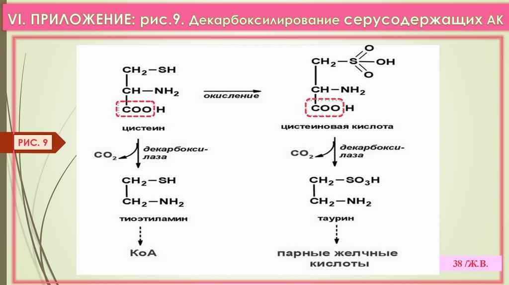 VI. ПРИЛОЖЕНИЕ: рис.9. Декарбоксилирование серусодержащих АК