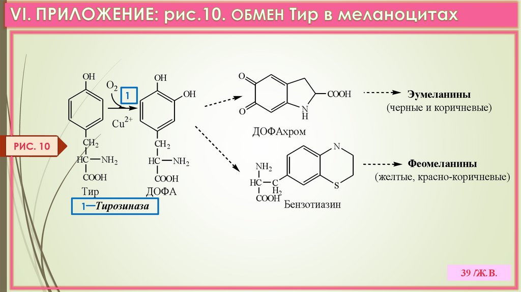 VI. ПРИЛОЖЕНИЕ: рис.10. ОБМЕН Тир в меланоцитах