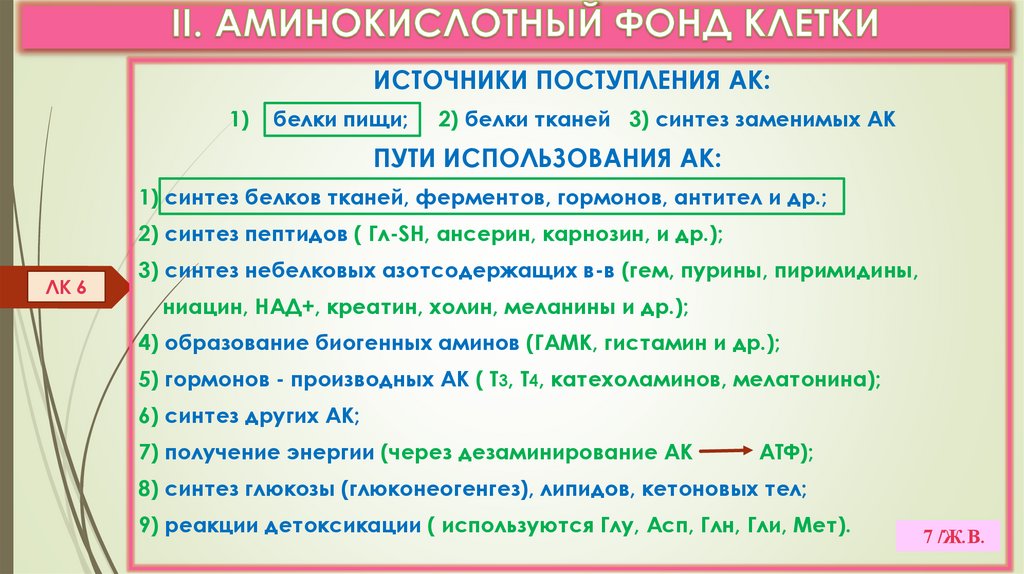 II. АМИНОКИСЛОТНЫЙ ФОНД КЛЕТКИ