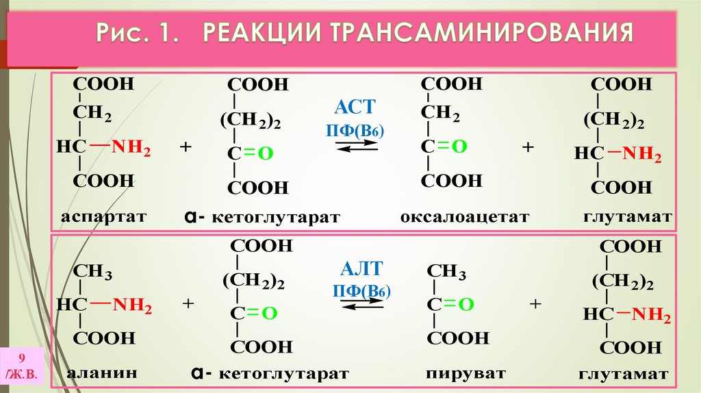 Рис. 1. РЕАКЦИИ ТРАНСАМИНИРОВАНИЯ