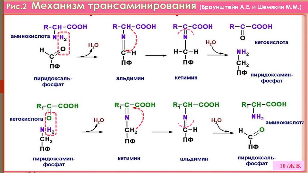 Рис.2 Механизм трансаминирования (Браунштейн А.Е. и Шемякин М.М.)