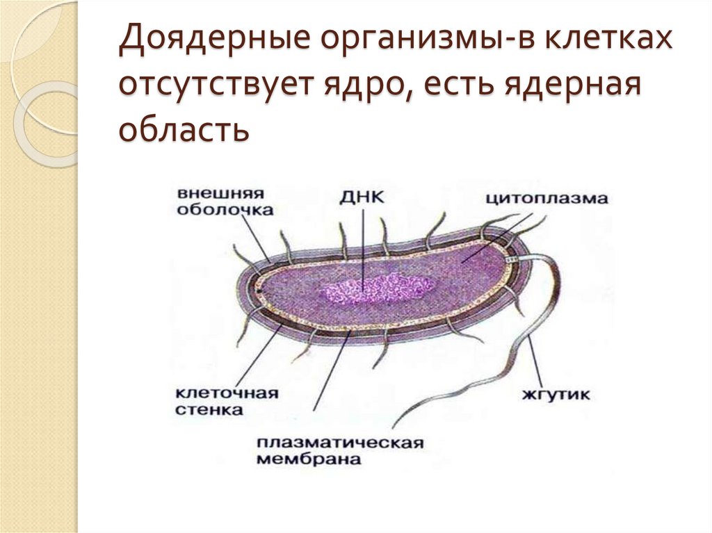 Доядерные организмы-в клетках отсутствует ядро, есть ядерная область