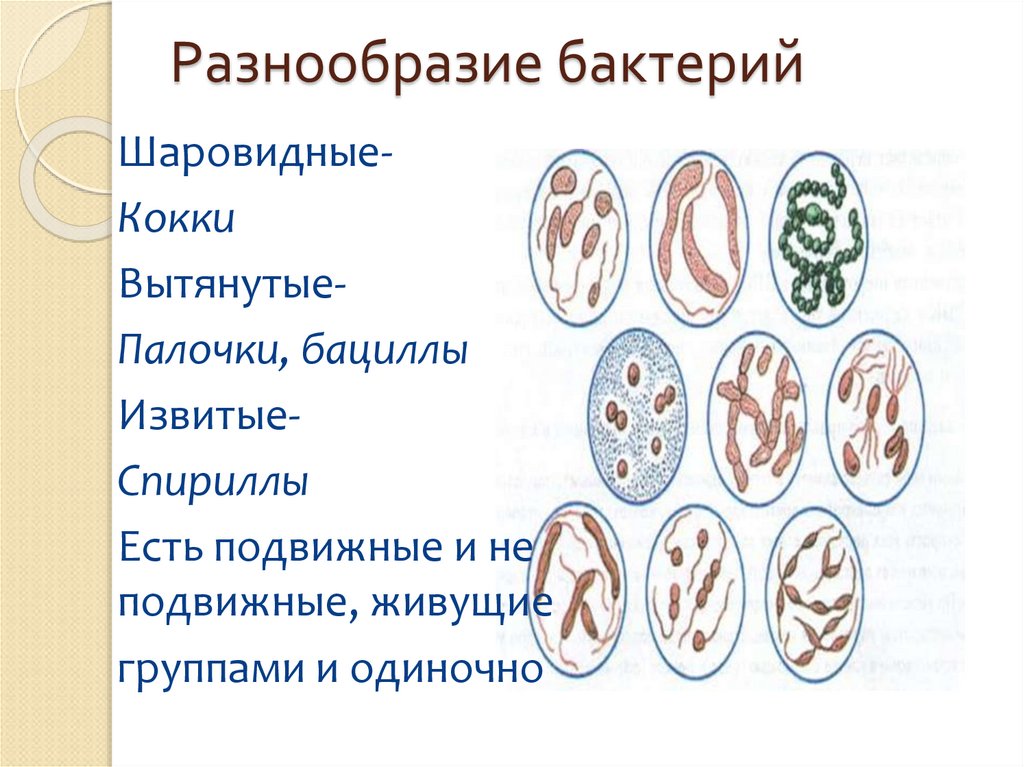 Разнообразие бактерий
