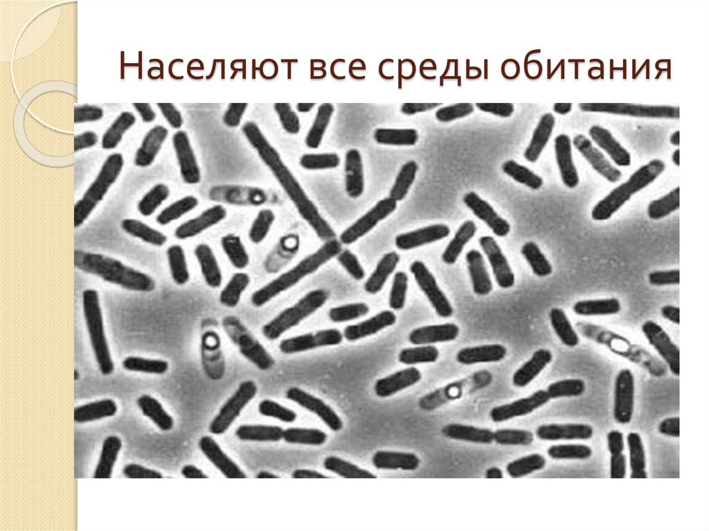 Населяют все среды обитания