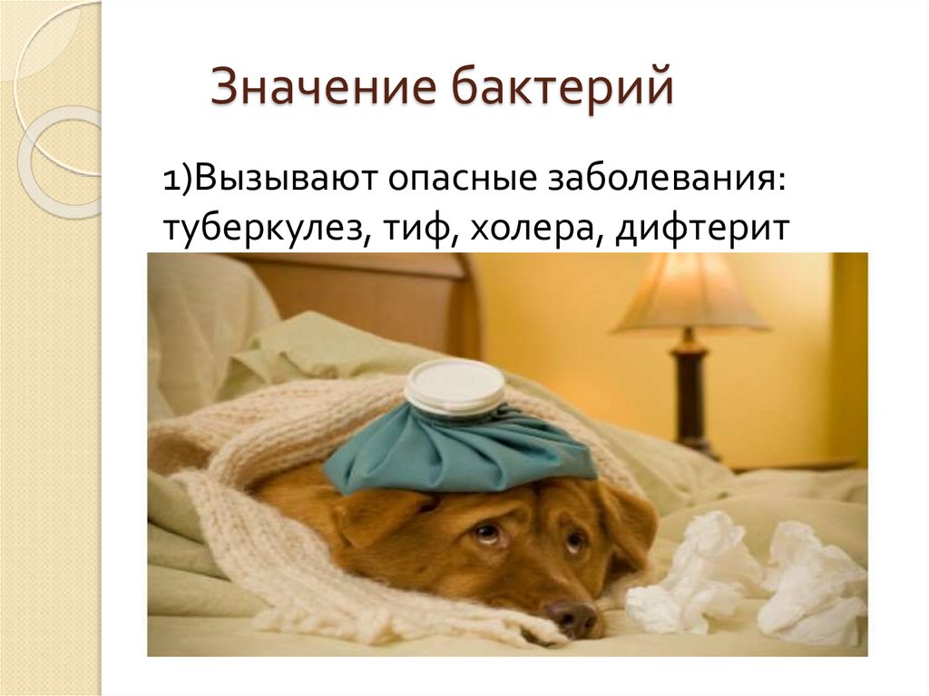 Значение бактерий