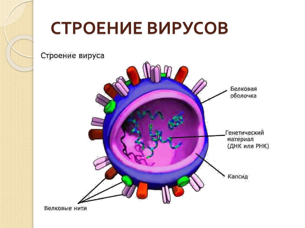СТРОЕНИЕ ВИРУСОВ