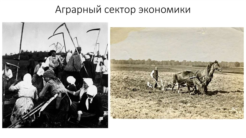 Аграрный сектор экономики