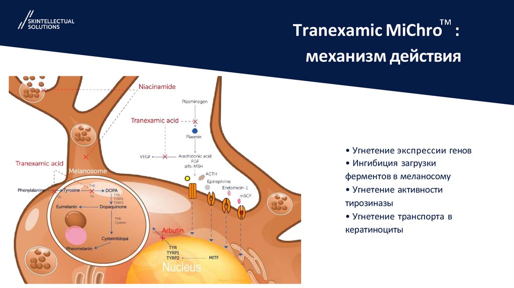 Tranexamic MiChro : механизм действия