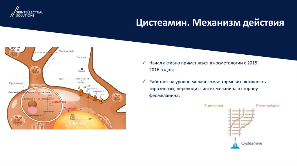 Цистеамин. Механизм действия
