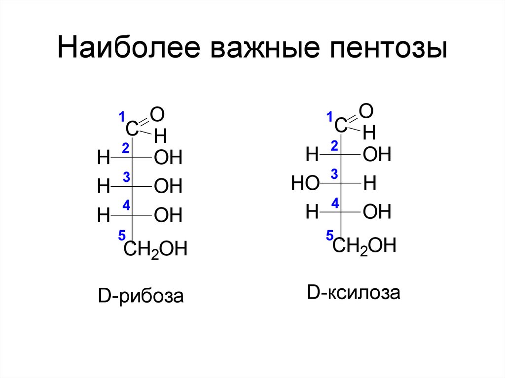 Наиболее важные пентозы