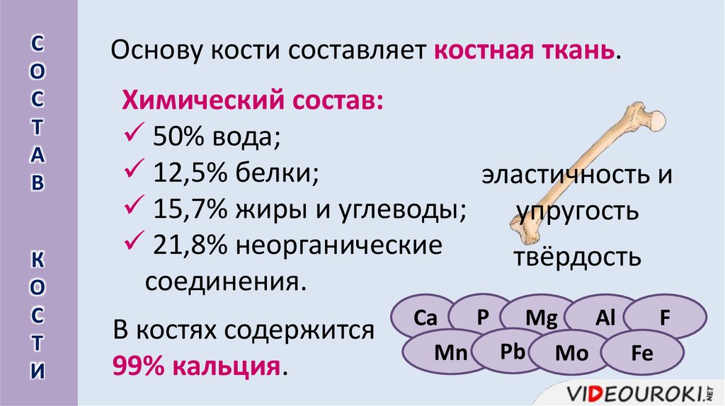 Основу кости составляет костная ткань.