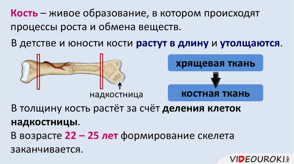 Кость – живое образование, в котором происходят процессы роста и обмена веществ.