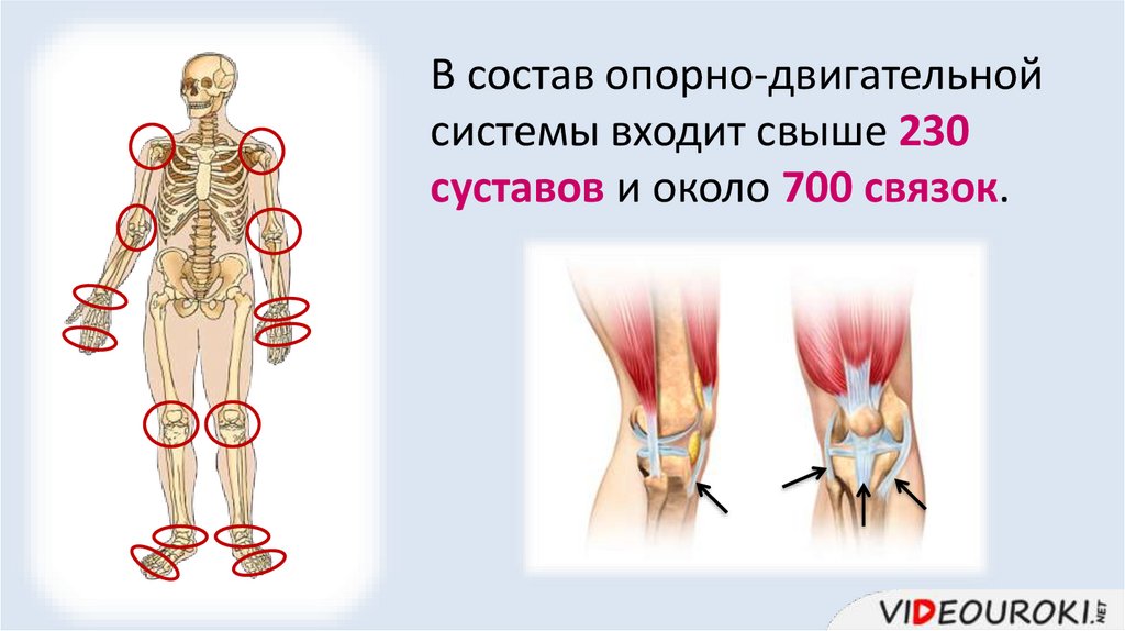 В состав опорно-двигательной системы входит свыше 230 суставов и около 700 связок.