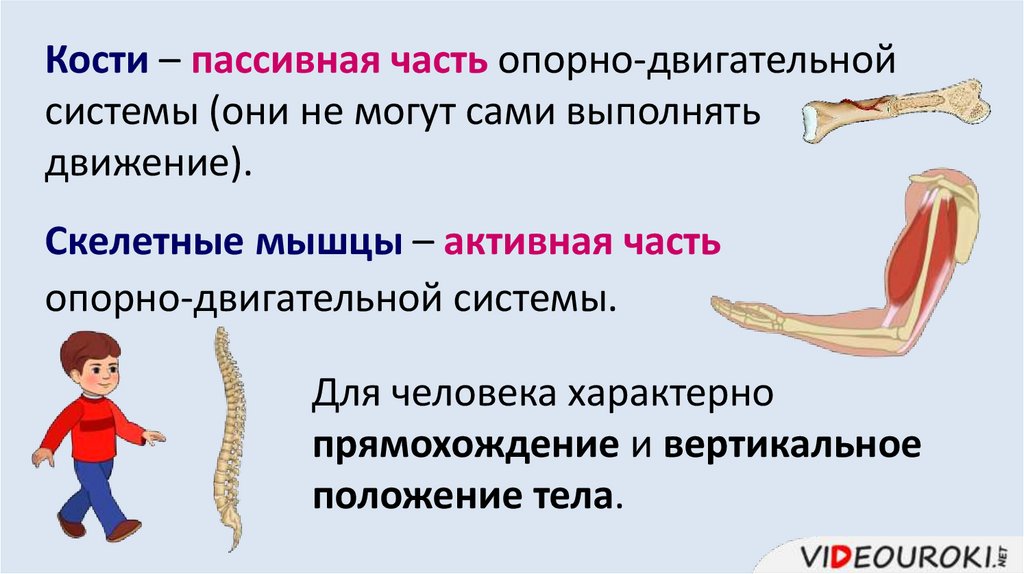 Кости – пассивная часть опорно-двигательной системы (они не могут сами выполнять движение).