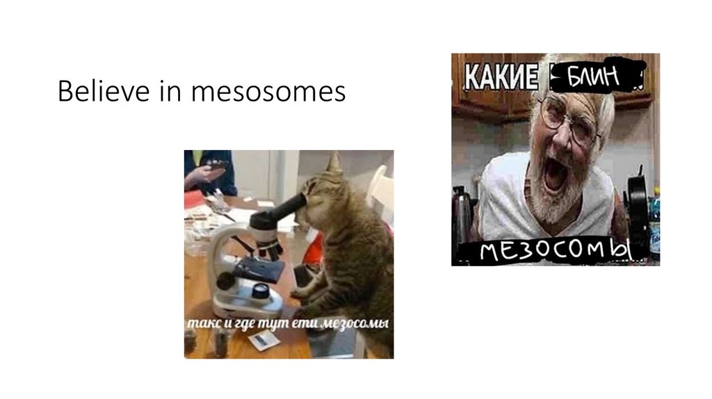 Believe in mesosomes