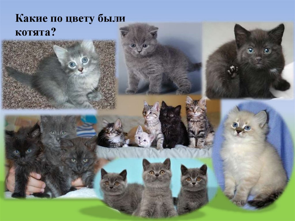 Какие по цвету были котята?