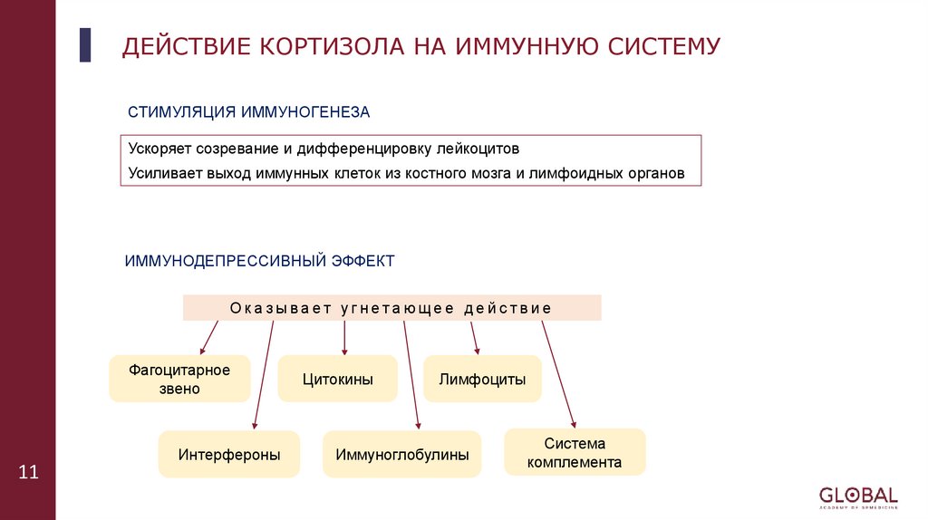 ДЕЙСТВИЕ КОРТИЗОЛА НА ИММУННУЮ СИСТЕМУ