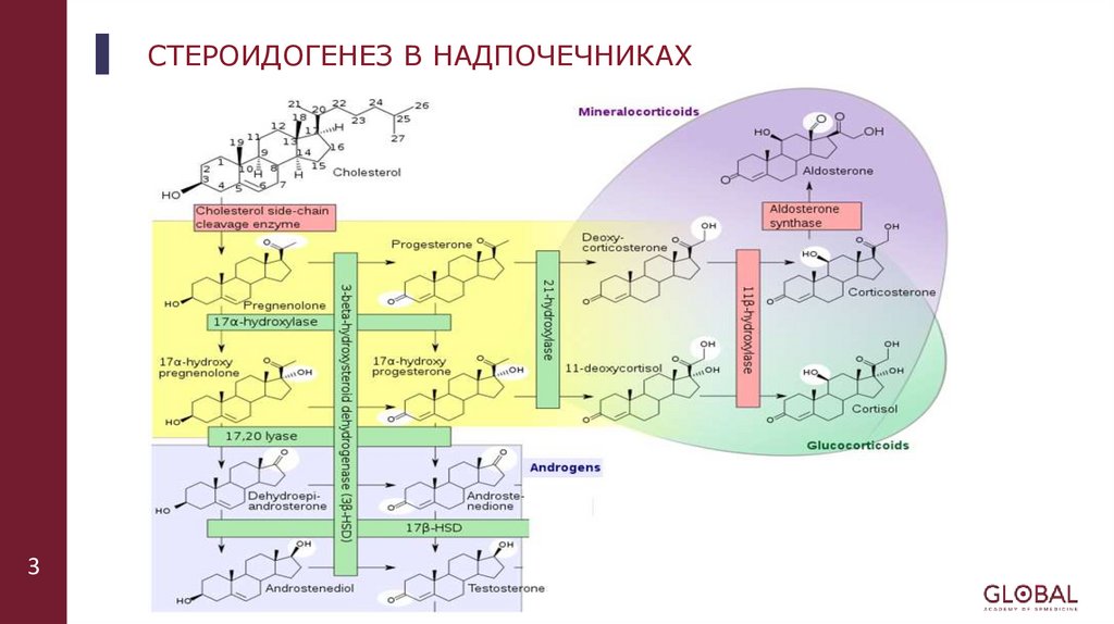 СТЕРОИДОГЕНЕЗ В НАДПОЧЕЧНИКАХ