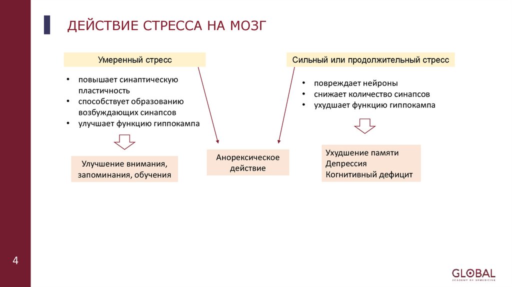 ДЕЙСТВИЕ СТРЕССА НА МОЗГ