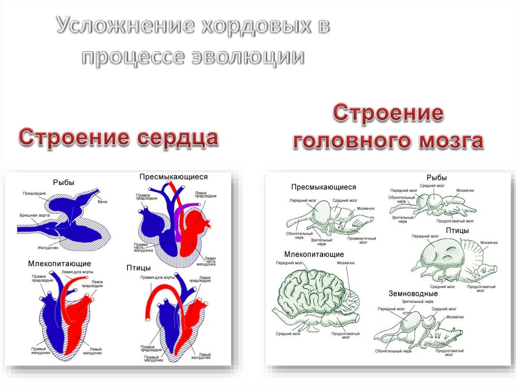 Усложнение хордовых в процессе эволюции