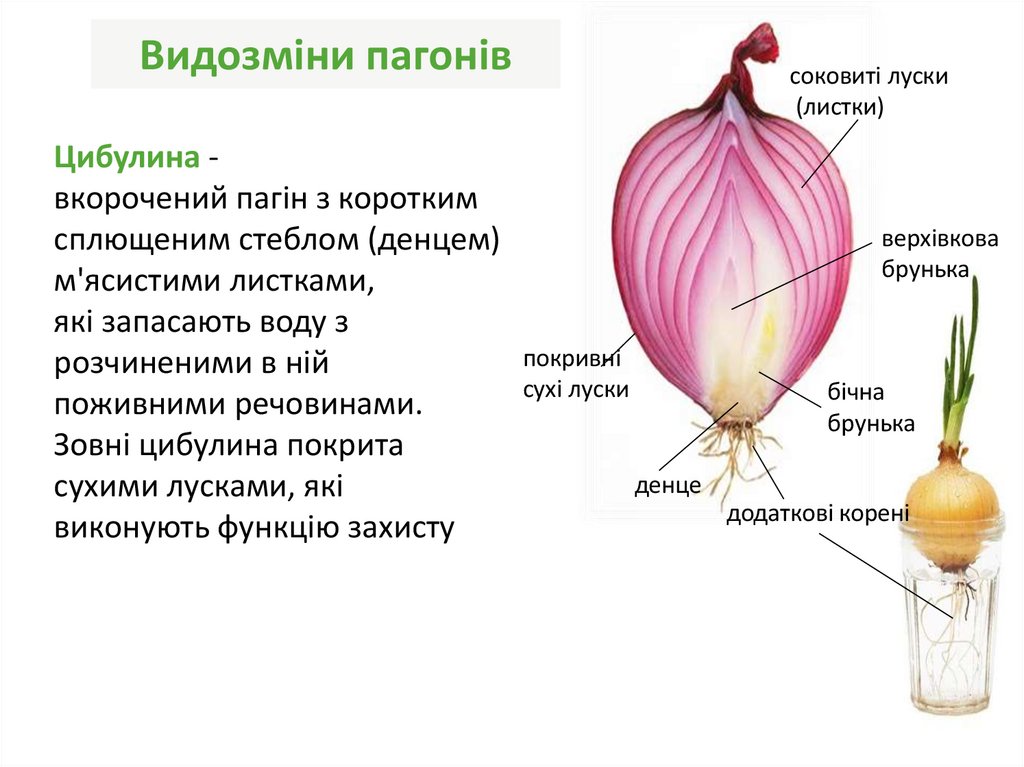 Видозміни пагонів