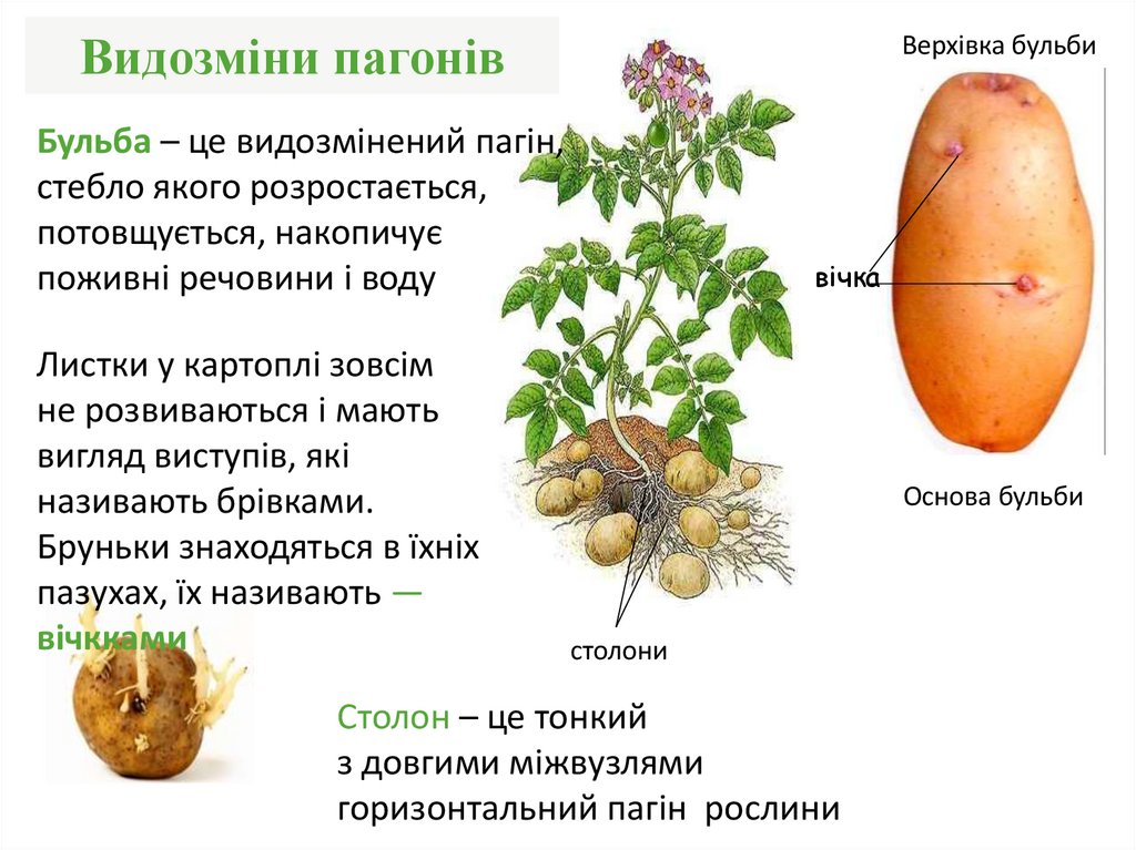 Видозміни пагонів