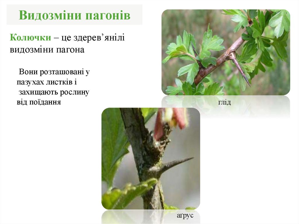 Видозміни пагонів