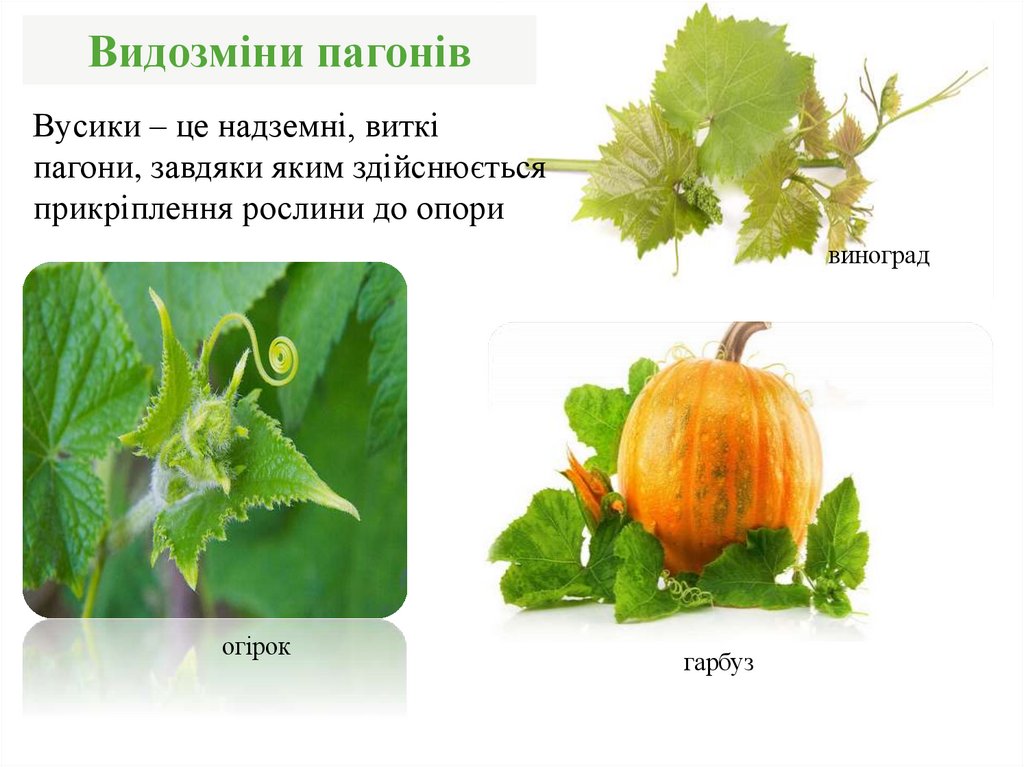 Видозміни пагонів