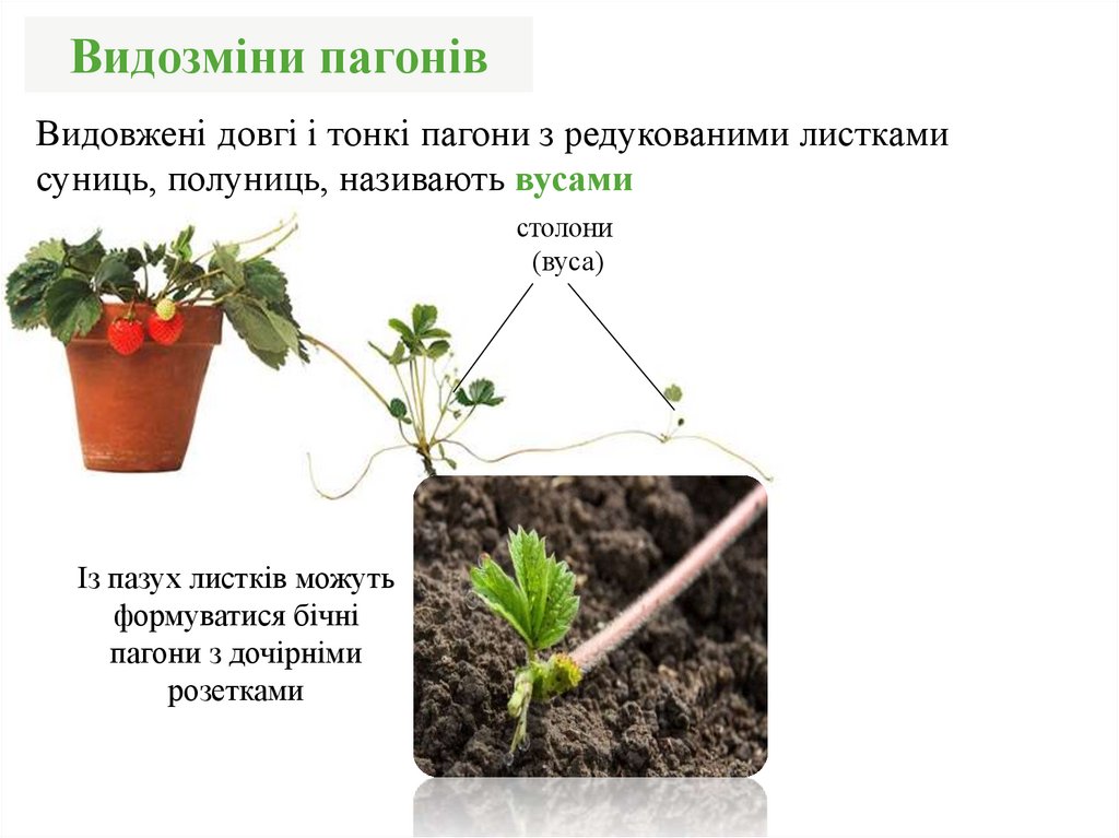 Видозміни пагонів