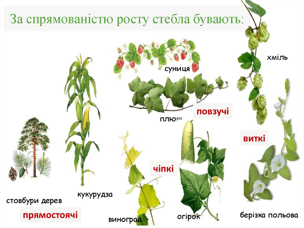 За спрямованістю росту стебла бувають: