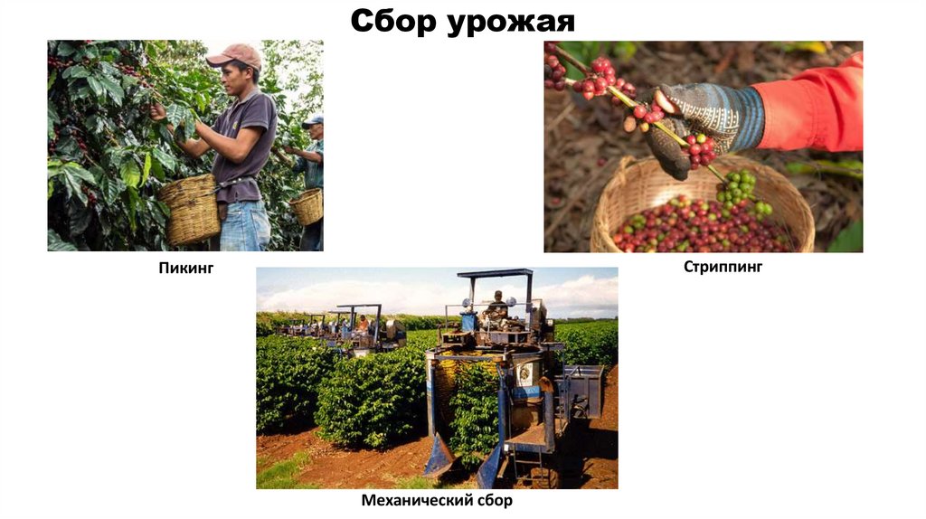 Сбор урожая
