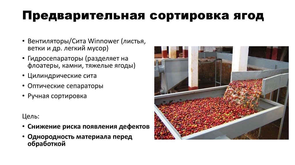 Предварительная сортировка ягод