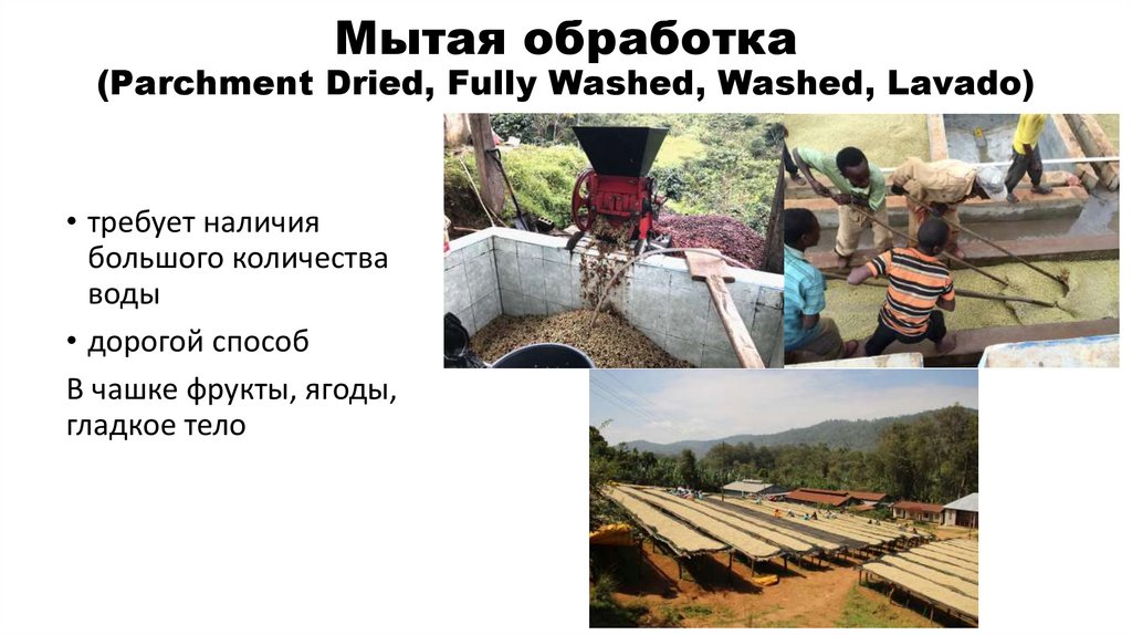 Мытая обработка (Parchment Dried, Fully Washed, Washed, Lavado)