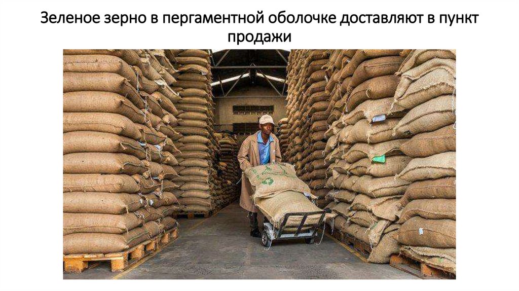 Зеленое зерно в пергаментной оболочке доставляют в пункт продажи