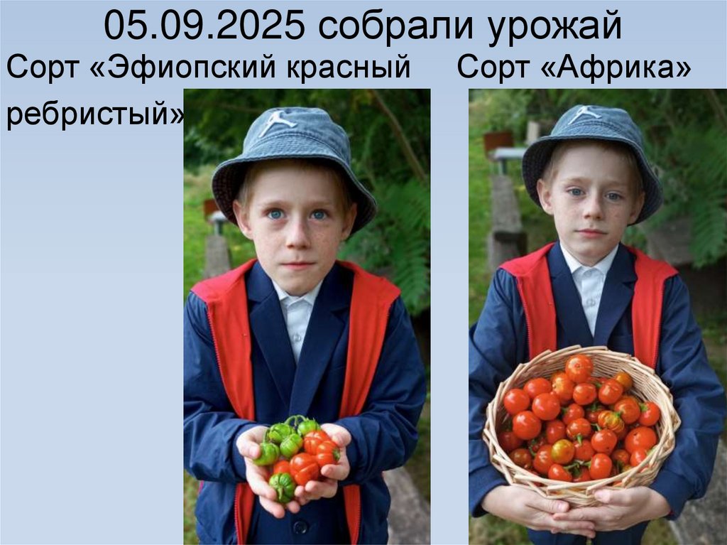 05.09.2025 собрали урожай
